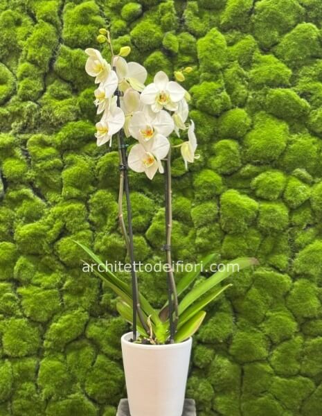 Pianta di phaleonopsis bianca