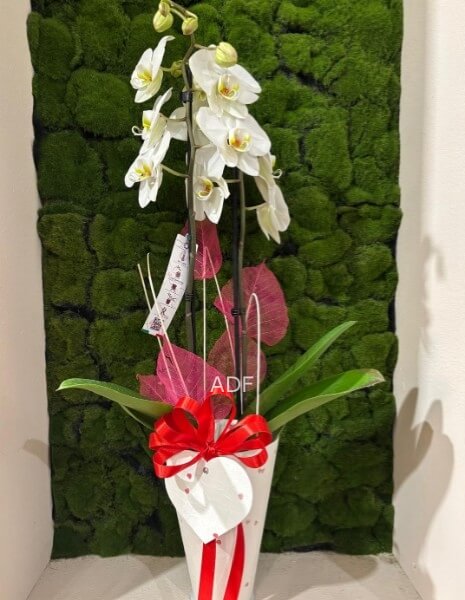 ORCHIDEA PHALENOPSIS SPECIAL EDITION