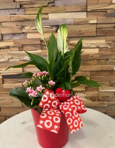 VASO CERAMICA CON SPATIFILLUM