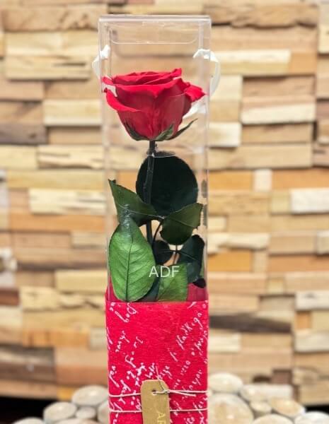 ROSA ROSSA STELO STABILIZZATA